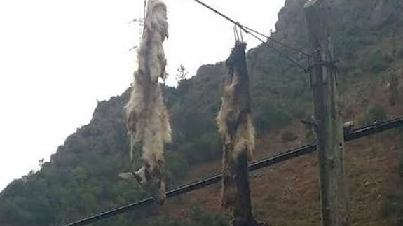 Dos pieles de cabrito colgados de un poste de luz en el Desfiladero de La Hermida