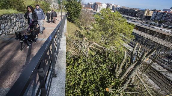 Los cortes en los troncos resultan evidentes y las ramas aún permanecen en el terraplén hacia las vías.