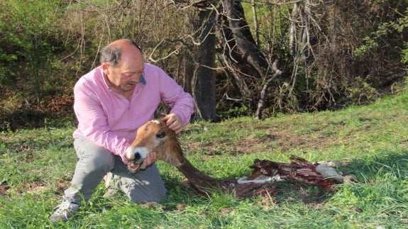 José Manuel Cuesta con los restos del potro matado por los lobos. 