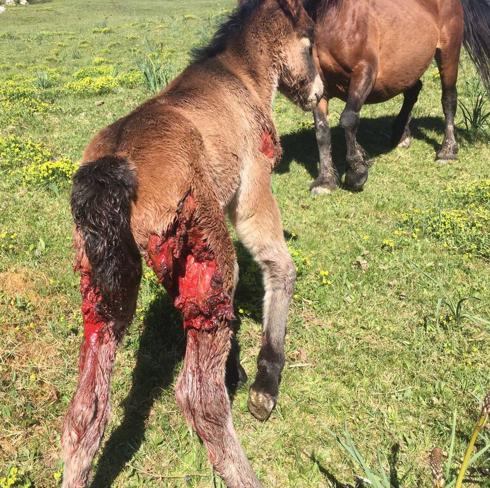 El potro, ya sacrificado, tal y cómo quedó tras el ataque de lobo. 