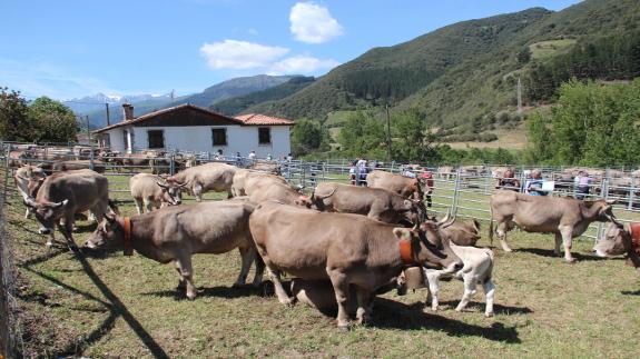 Ganado participante en la concentración comarcal celebrada en la localidad de Tama. Pedro Álvarez