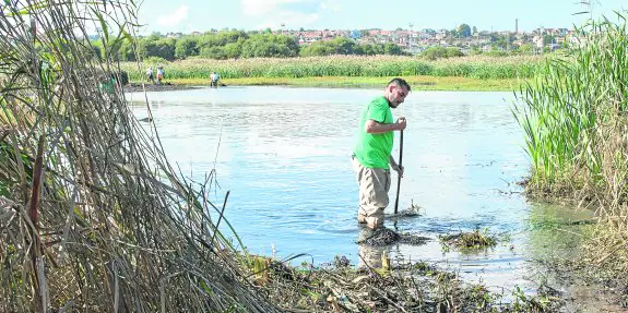 La Fundación Naturaleza y Hombre está trabajando ya para acabar con la onagraria en la Marisma de Alday