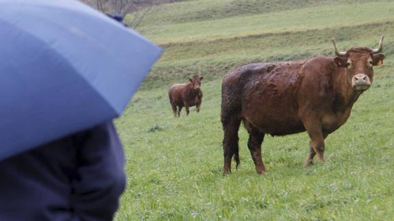El Gobierno prohíbe el movimiento de ganado de zonas con casos de brucelosis