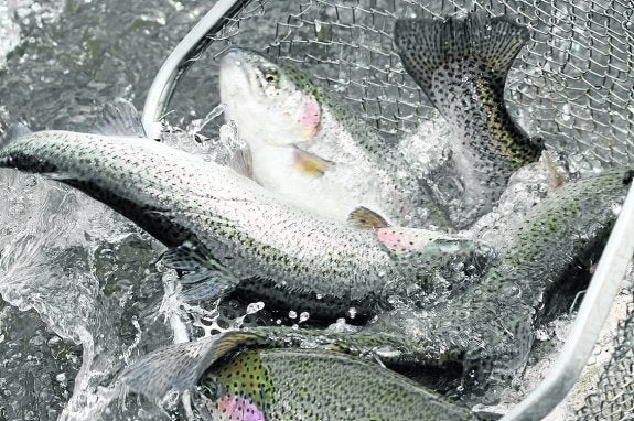 Truchas capuradas en un río de Cantabria.