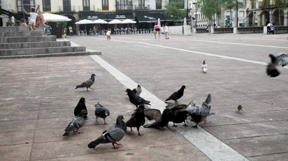 Un grupo de palomas busca alimento en la Plaza Baldomero Iglesias. 