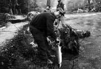 Un madrileño pesca en el coto Batuerto del río Asón el 'campanu' de Cantabria