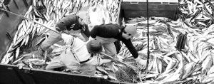 La ONU advierte de las amenazas que acechan el futuro de la pesca mundial