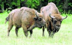 Creada una asociación para recuperar al bisonte europeo