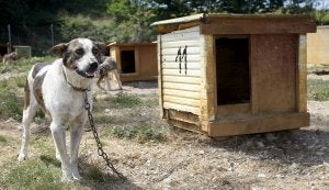 El desalojo de los perros de Torres se iniciará el día 14