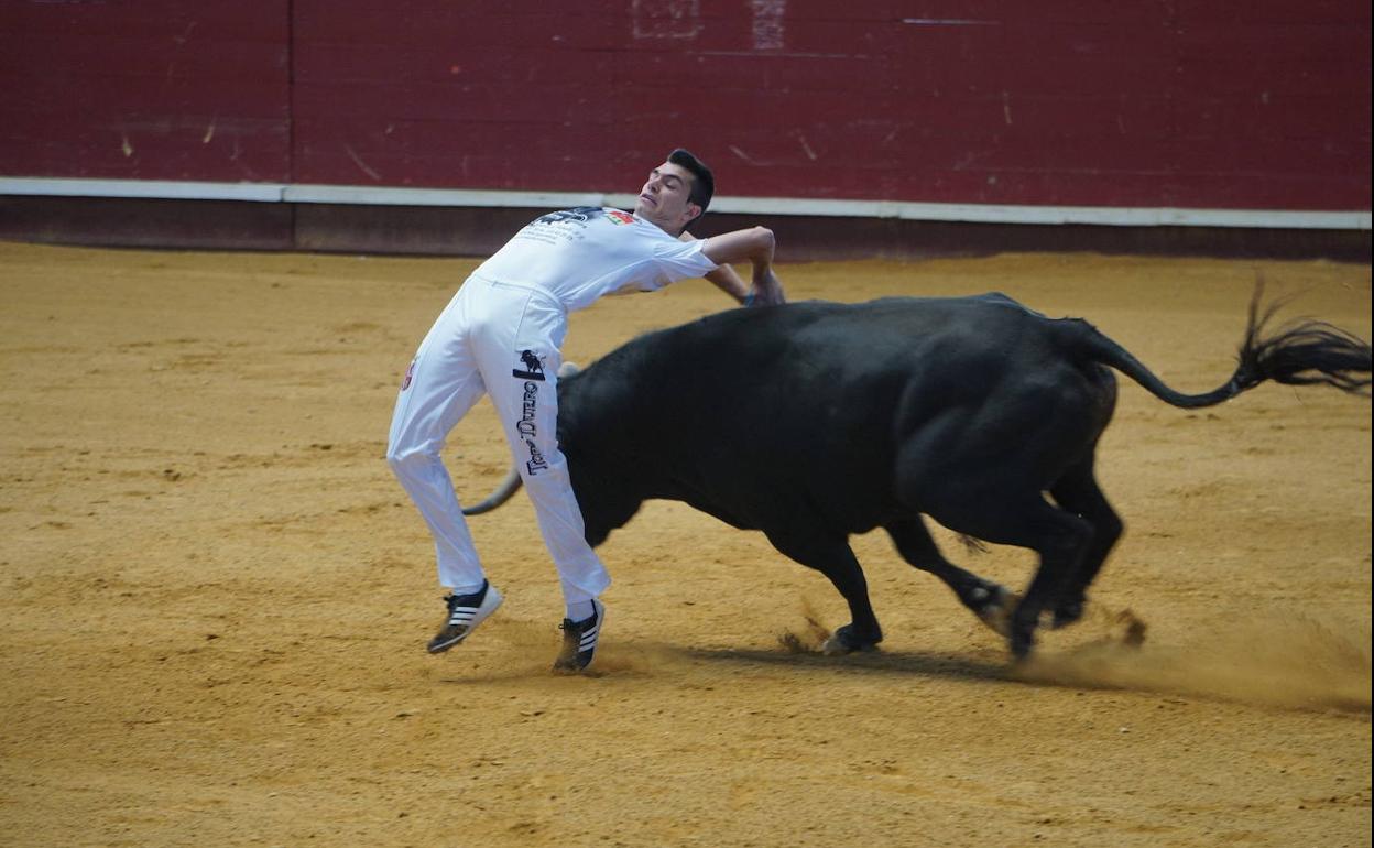 Ajustado corte a los pitones en las pasadas fiestas de La Flecha. 