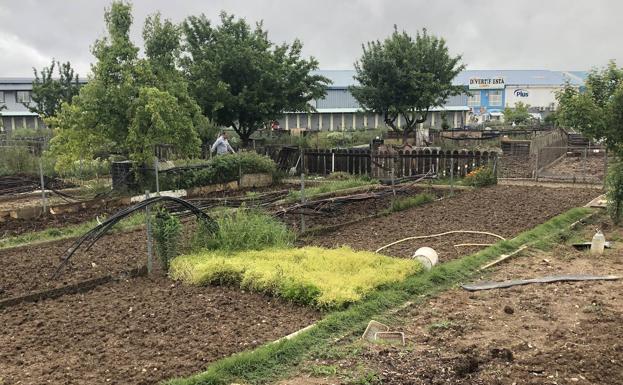 Los huertos urbanos de Arroyo comienzan a dar sus primeros productos vegetales y hortalizas en esta campaña. 