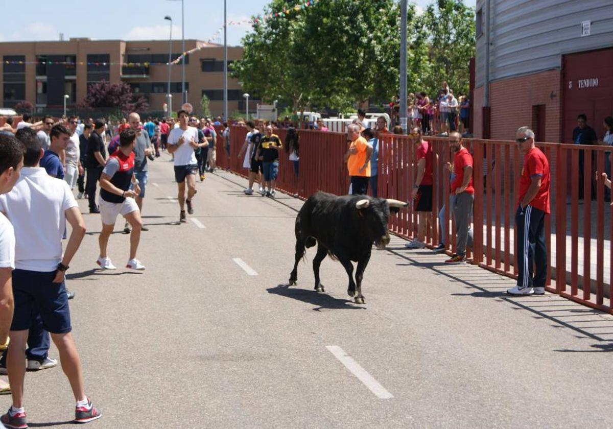 El novillo durante el encierro matinal en las fiestas de San Antonio de La Flecha.