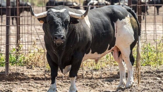 Los toros protagonistas de las fiestas de San Antonio