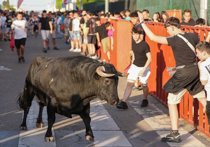 Muchos valientes salieron al recorrido para cortar a los toros