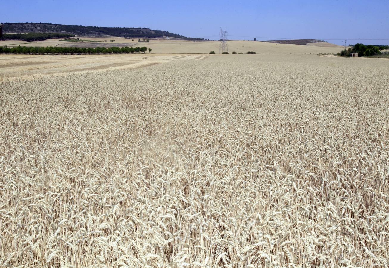 Silvia Clemente presenta los datos de estimación de la cosecha de cereales en Villamuriel de Cerrato (Palencia)