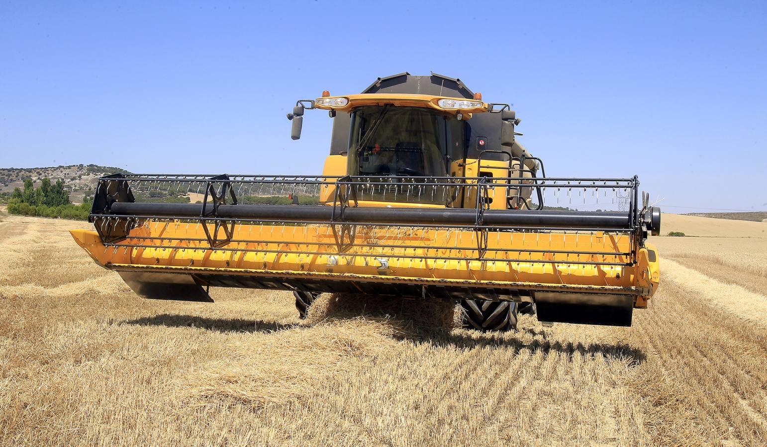 Silvia Clemente presenta los datos de estimación de la cosecha de cereales en Villamuriel de Cerrato (Palencia)