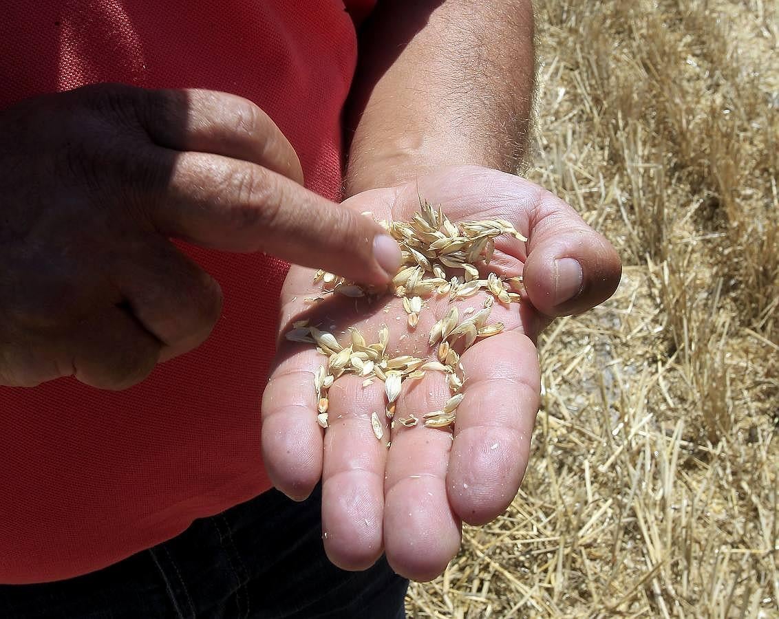 Silvia Clemente presenta los datos de estimación de la cosecha de cereales en Villamuriel de Cerrato (Palencia)