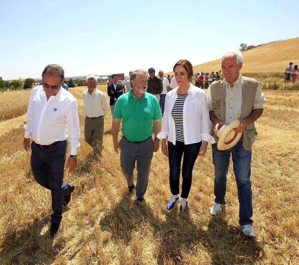 Silvia Clemente presenta los datos de estimación de la cosecha de cereales en Villamuriel de Cerrato (Palencia)