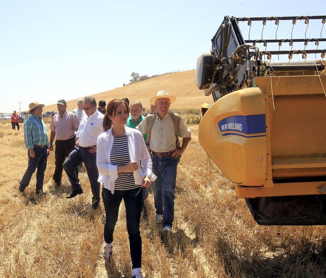 Silvia Clemente presenta los datos de estimación de la cosecha de cereales en Villamuriel de Cerrato (Palencia)