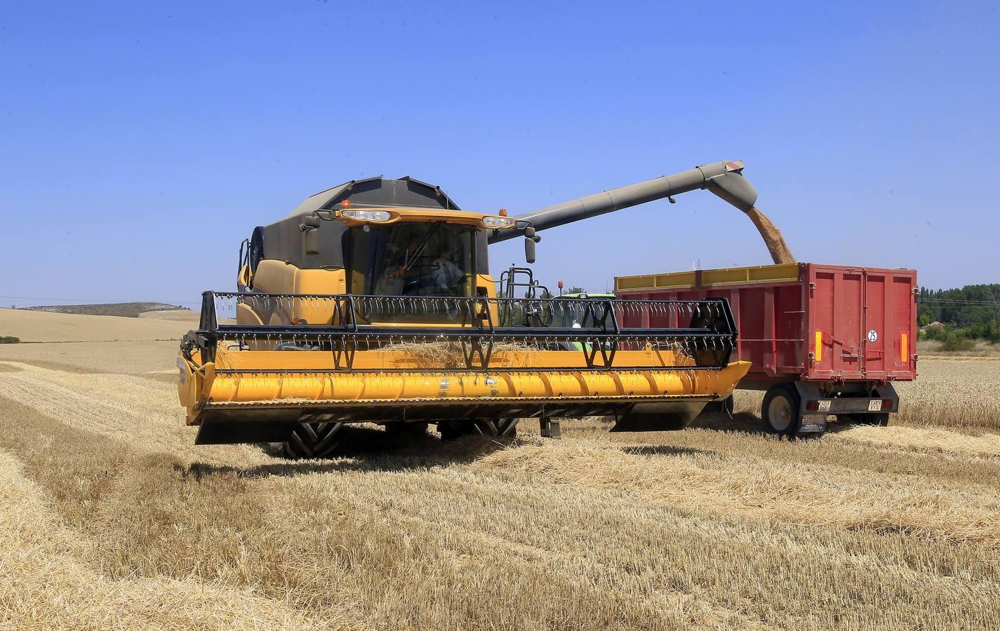 Silvia Clemente presenta los datos de estimación de la cosecha de cereales en Villamuriel de Cerrato (Palencia)