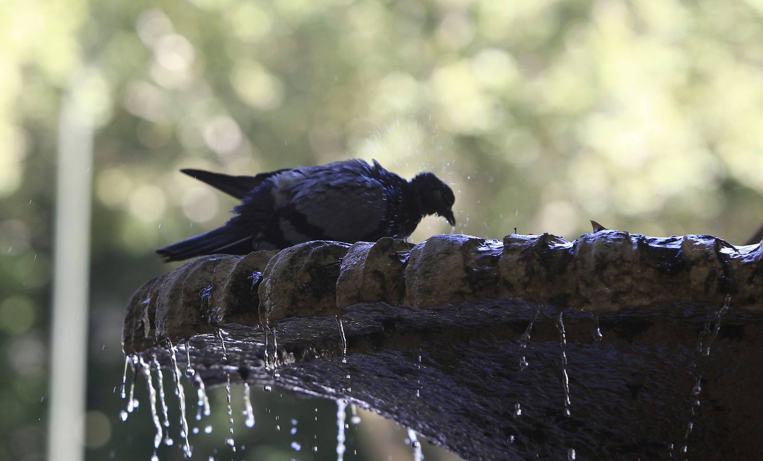 Una paloma se refresca en una de las fuentes de la capital madrileña, en una jornada con temperaturas de hasta 38 grados en plena ola de calor.