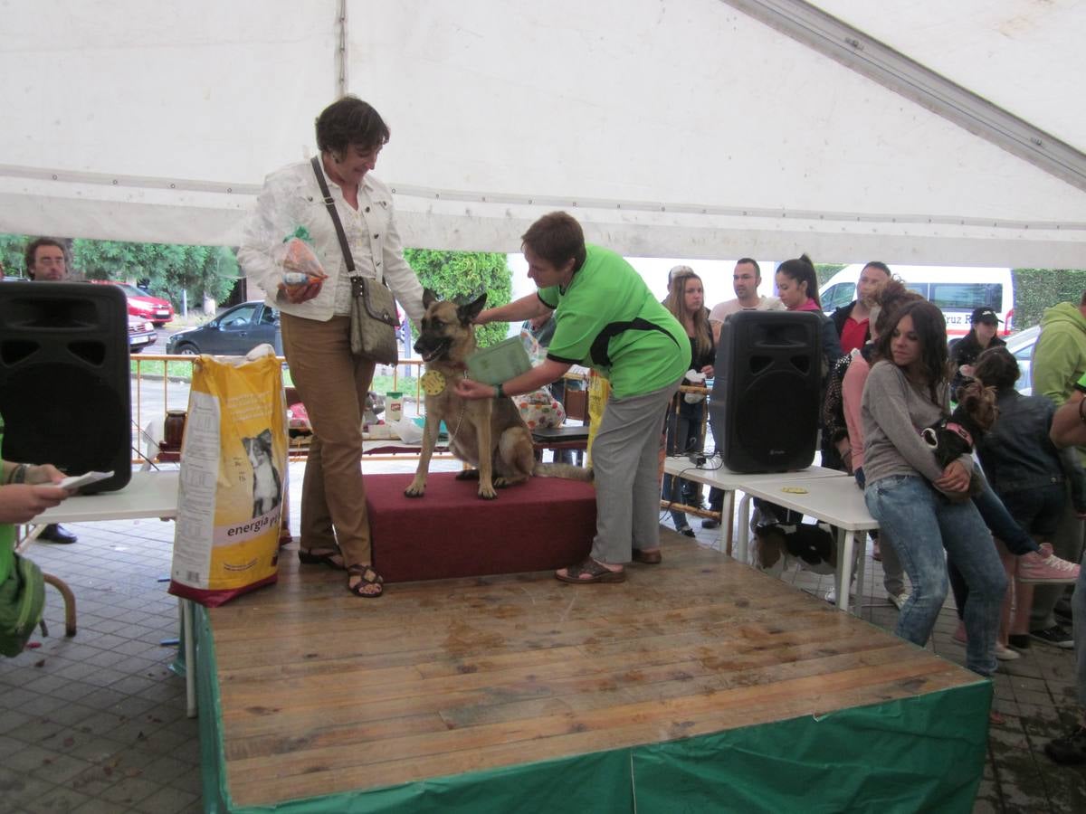 Jornada de convivencia organizada por la Asociación Protectora Amigos de los Animales de Guardo (Palencia)