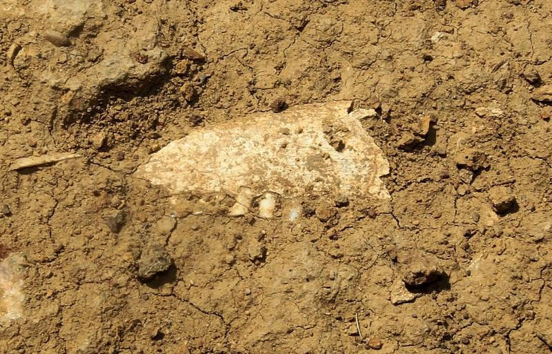 Visita al yacimiento arqueológico de Dessobriga en Osorno (Palencia)