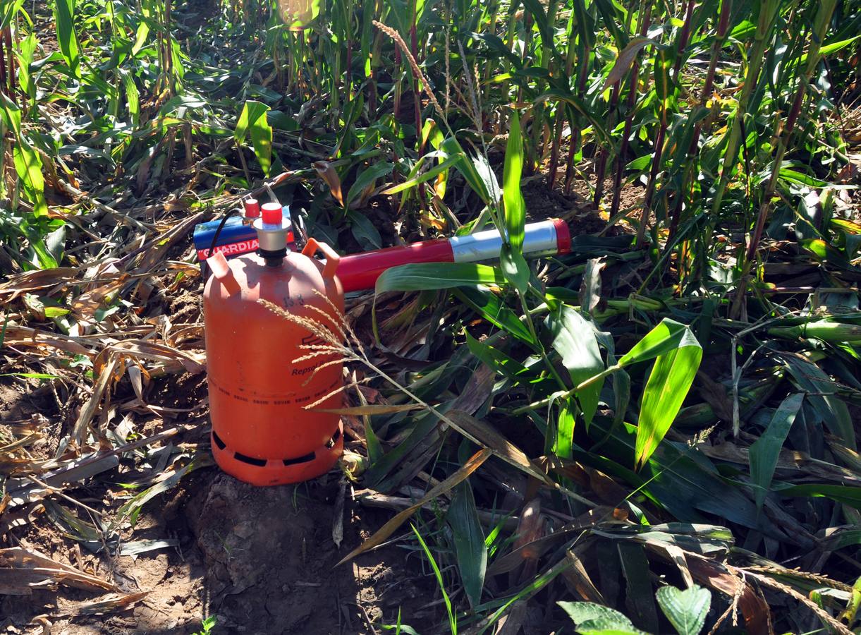 Daños causados por los jabalíes en los campos de máiz de Pollos. Valladolid