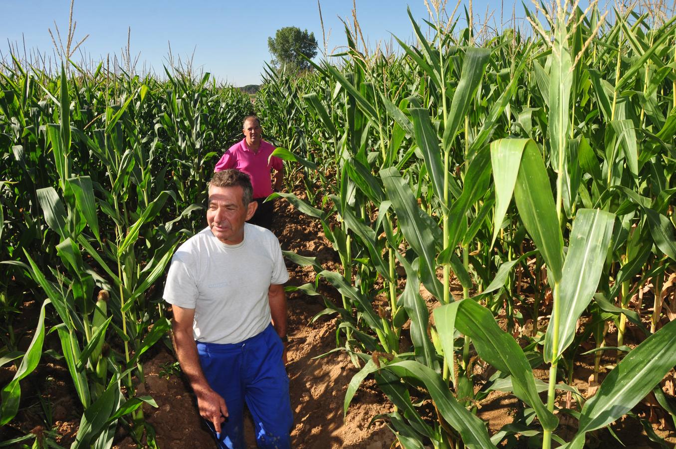 Daños causados por los jabalíes en los campos de máiz de Pollos. Valladolid