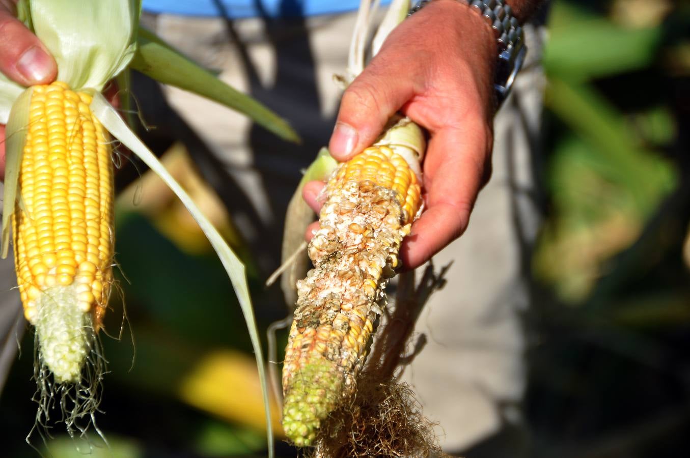 Daños causados por los jabalíes en los campos de máiz de Pollos. Valladolid