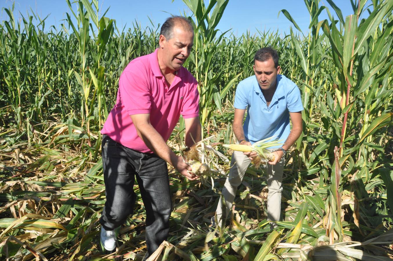 Daños causados por los jabalíes en los campos de máiz de Pollos. Valladolid