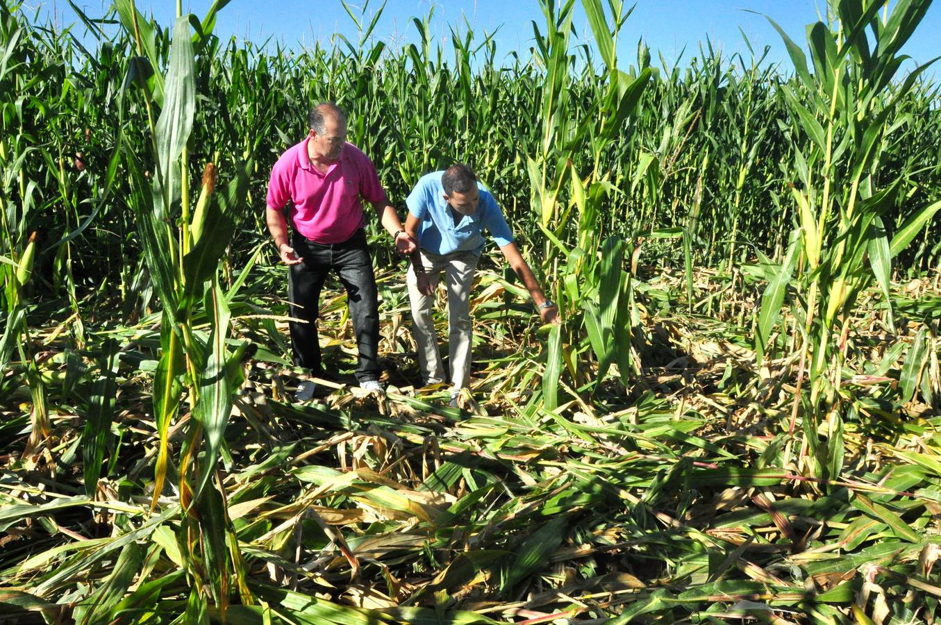 Daños causados por los jabalíes en los campos de máiz de Pollos. Valladolid