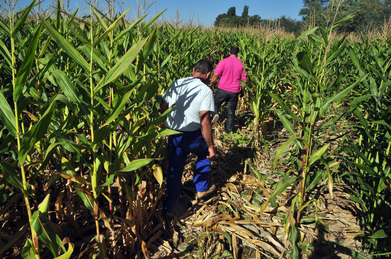 Daños causados por los jabalíes en los campos de máiz de Pollos. Valladolid