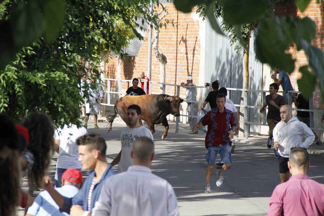 Novillo del Alba y capea en Campaspero