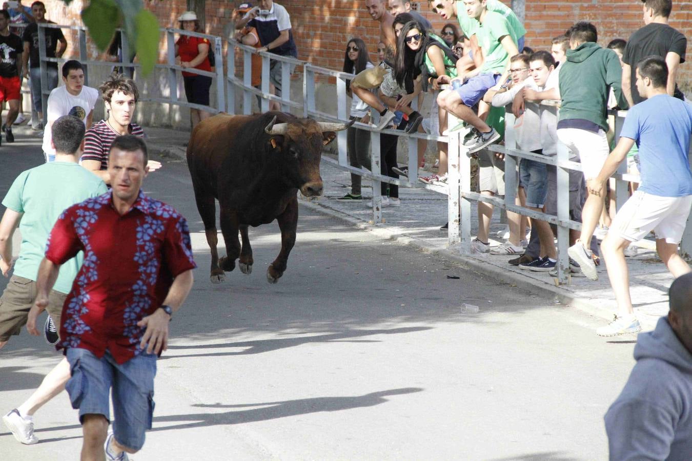Novillo del Alba y capea en Campaspero