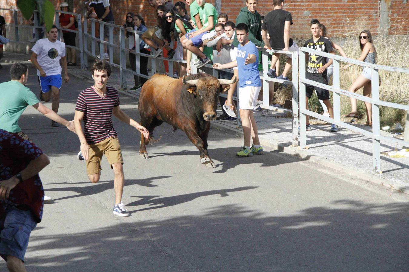 Novillo del Alba y capea en Campaspero