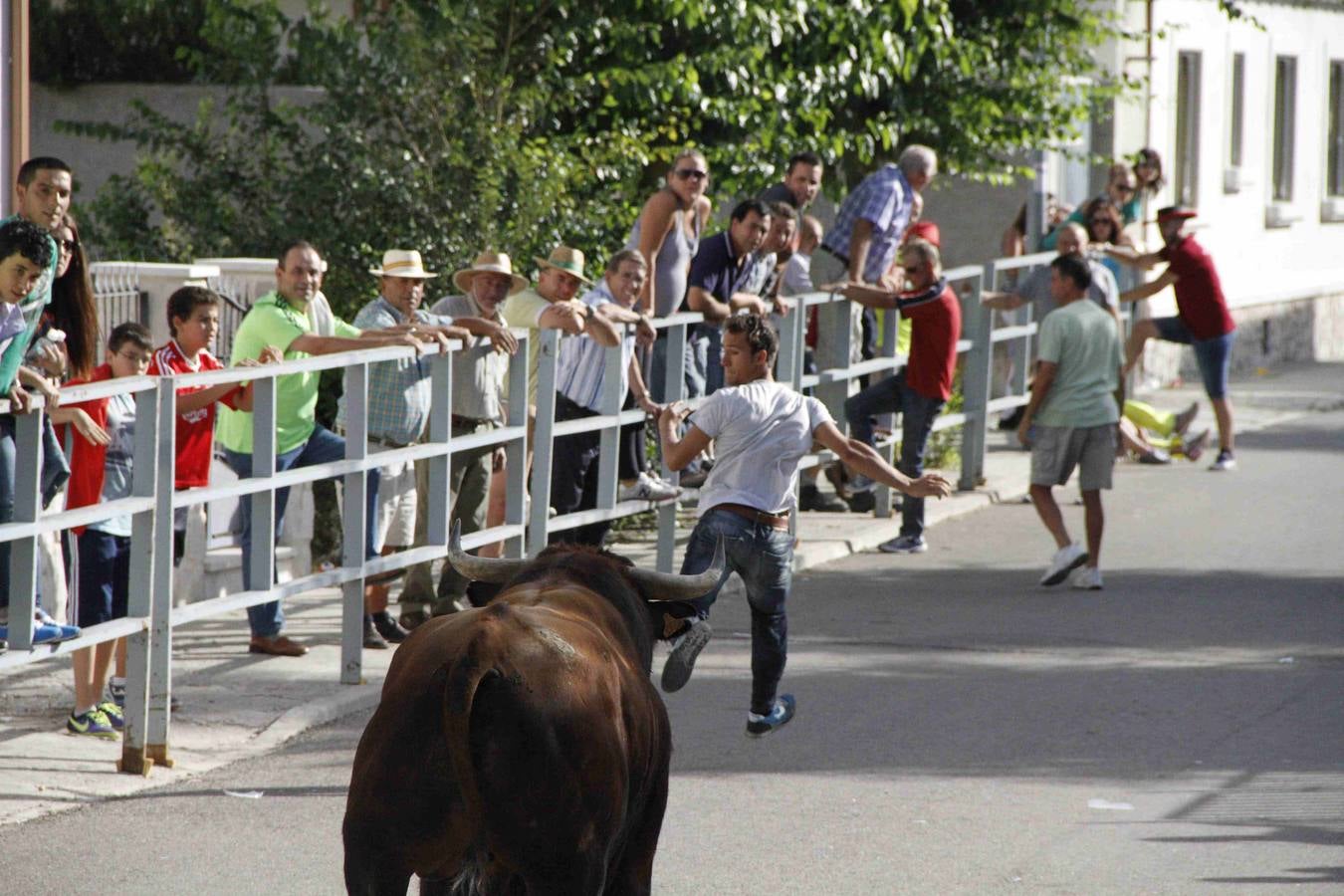 Novillo del Alba y capea en Campaspero