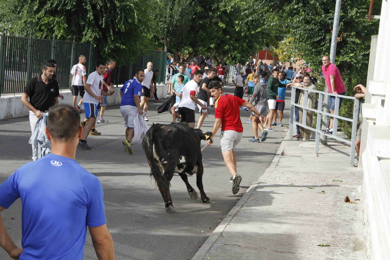 Novillo del Alba y capea en Campaspero