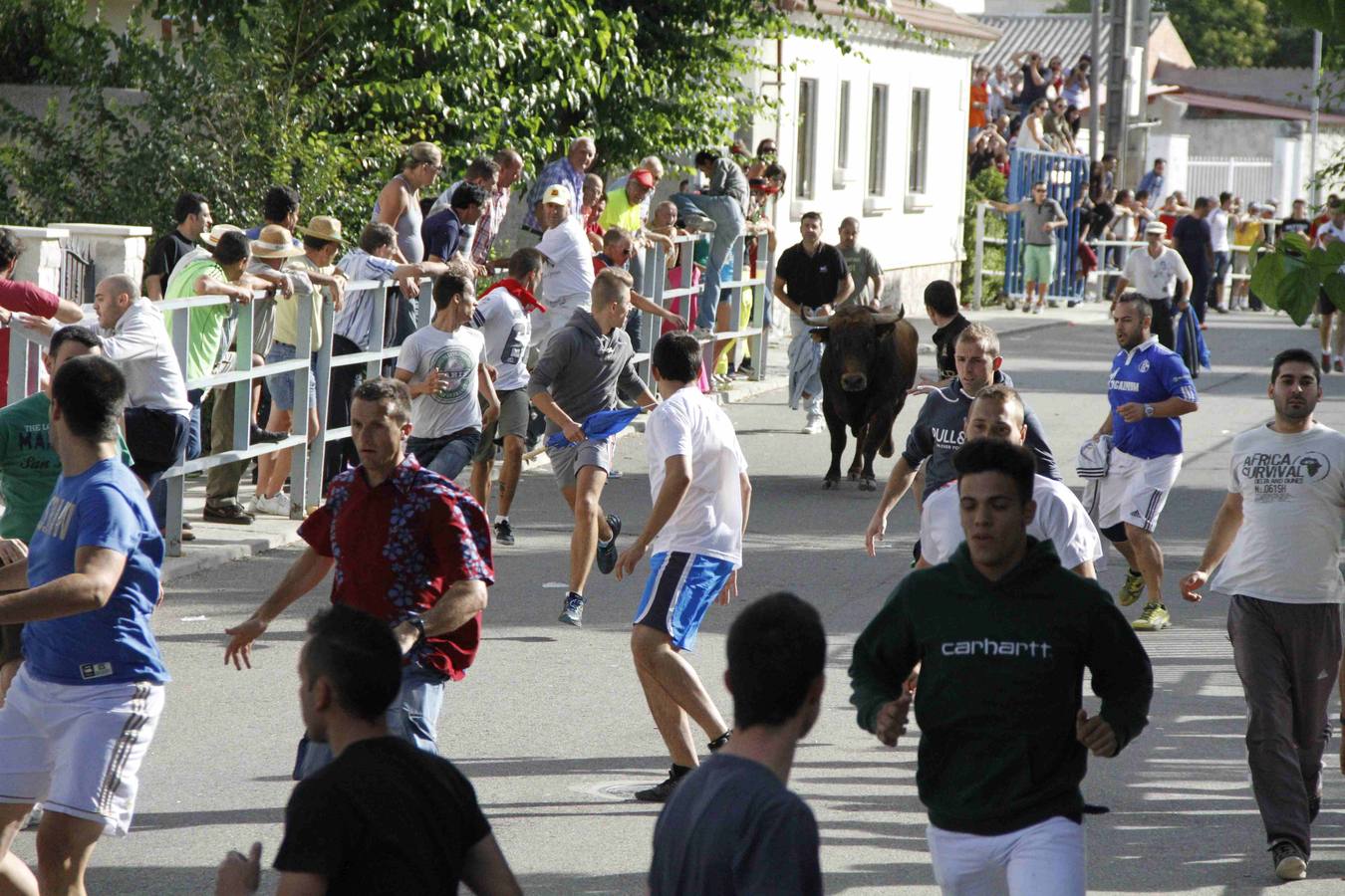 Novillo del Alba y capea en Campaspero