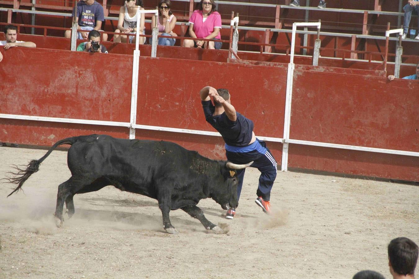 Novillo del Alba y capea en Campaspero