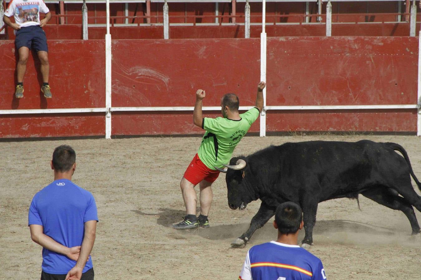 Novillo del Alba y capea en Campaspero