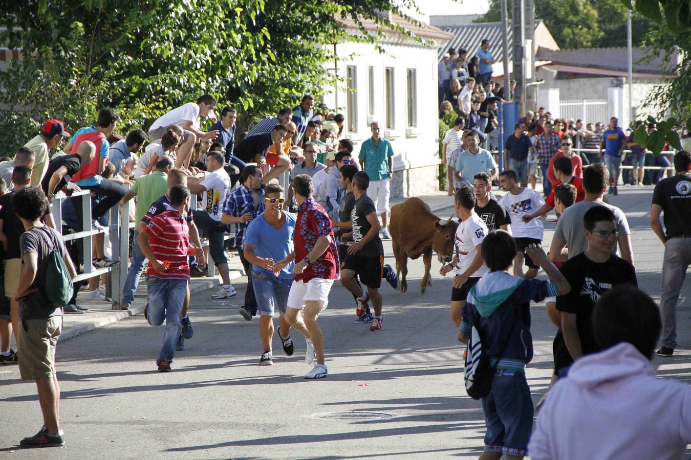Encierro de la Vaca de la Afición y el Toro del Páramo en Campaspero. Valladolid