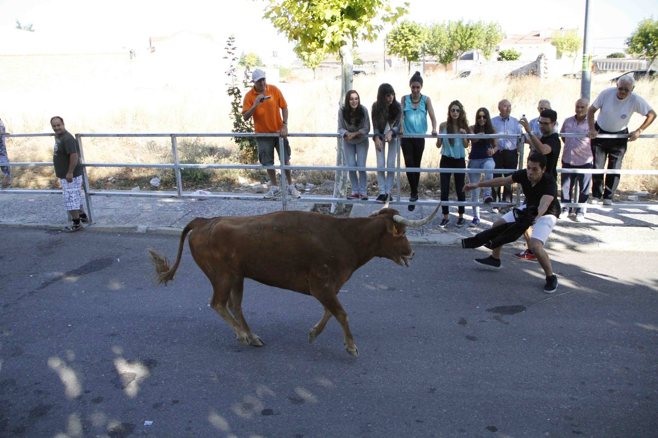 Encierro de la Vaca de la Afición y el Toro del Páramo en Campaspero. Valladolid