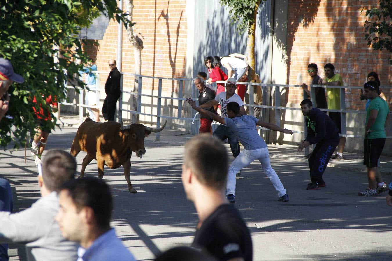 Encierro de la Vaca de la Afición y el Toro del Páramo en Campaspero. Valladolid