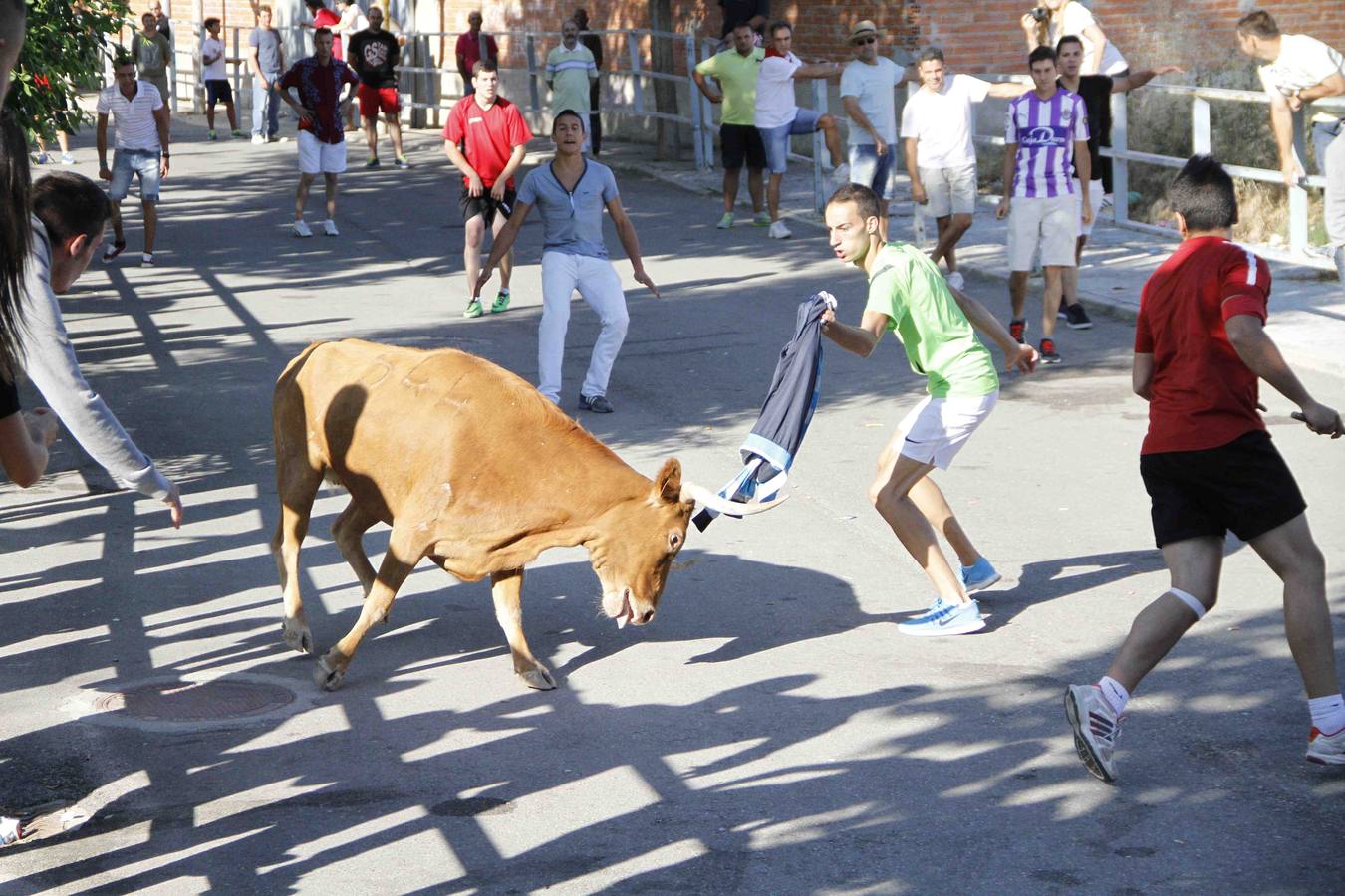 Encierro de la Vaca de la Afición y el Toro del Páramo en Campaspero. Valladolid