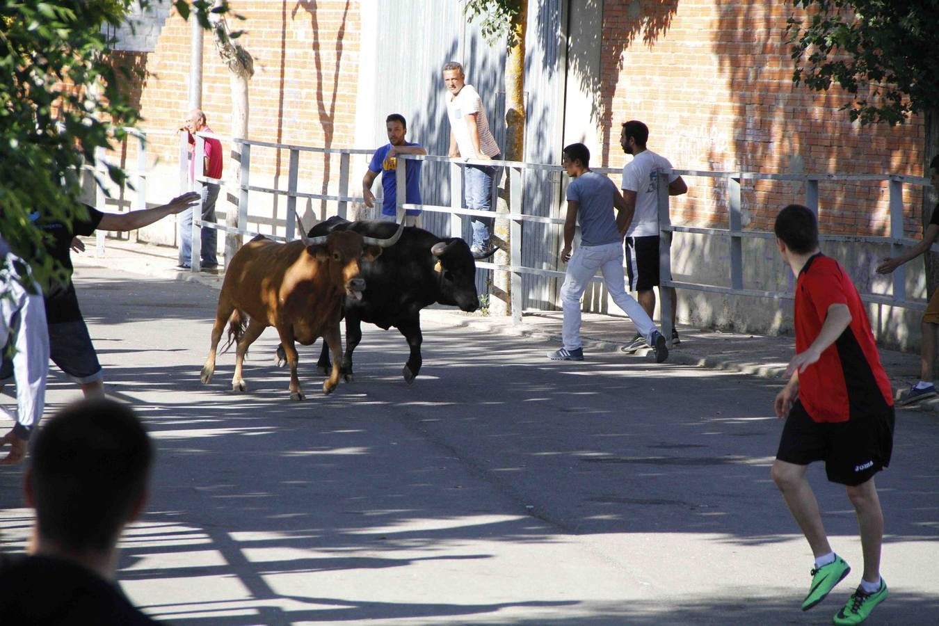 Encierro de la Vaca de la Afición y el Toro del Páramo en Campaspero. Valladolid