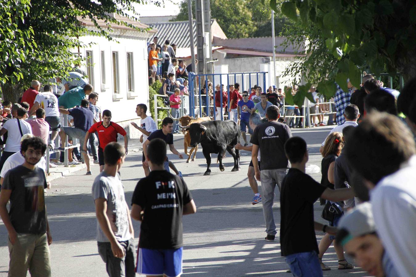 Encierro de la Vaca de la Afición y el Toro del Páramo en Campaspero. Valladolid