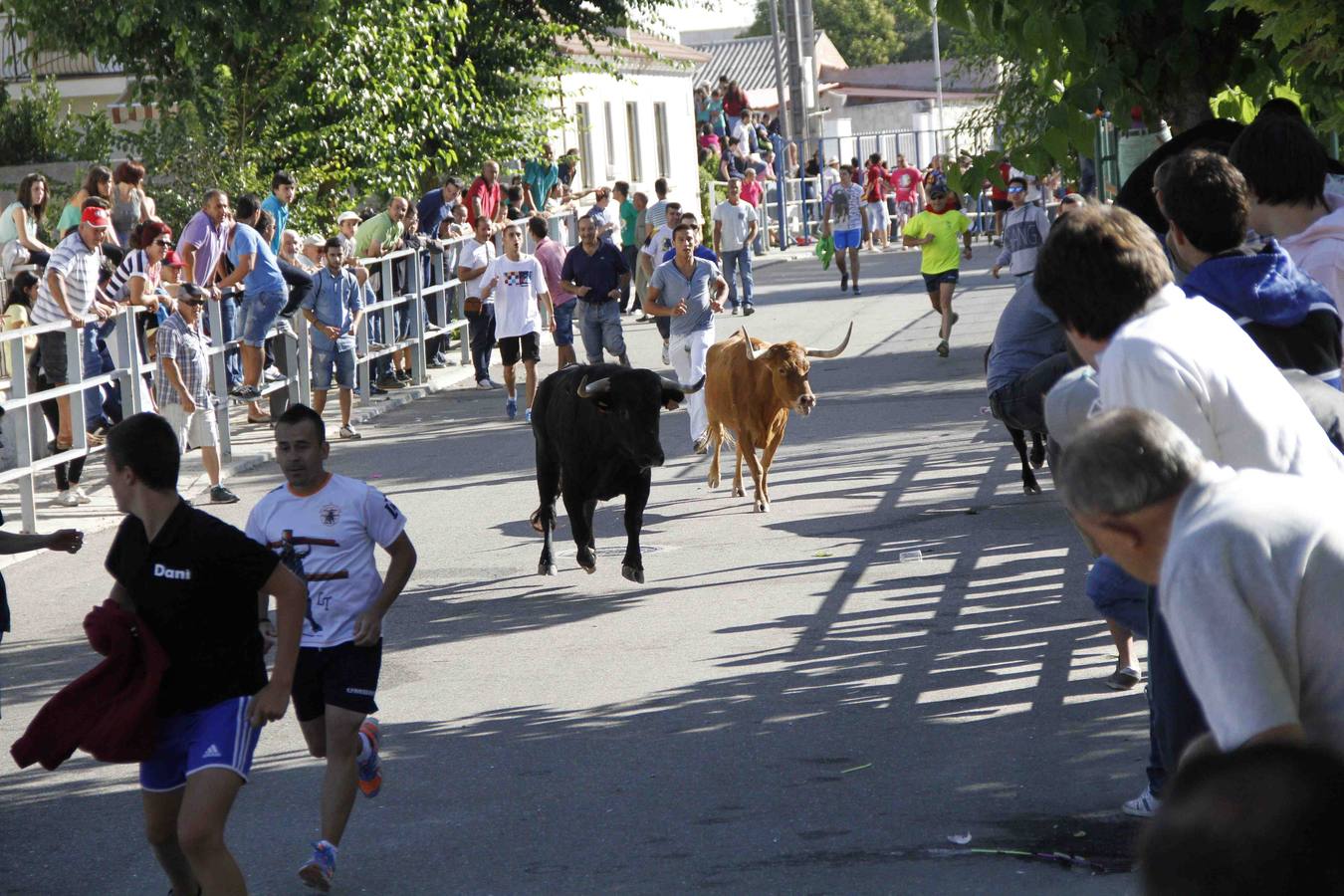 Encierro de la Vaca de la Afición y el Toro del Páramo en Campaspero. Valladolid