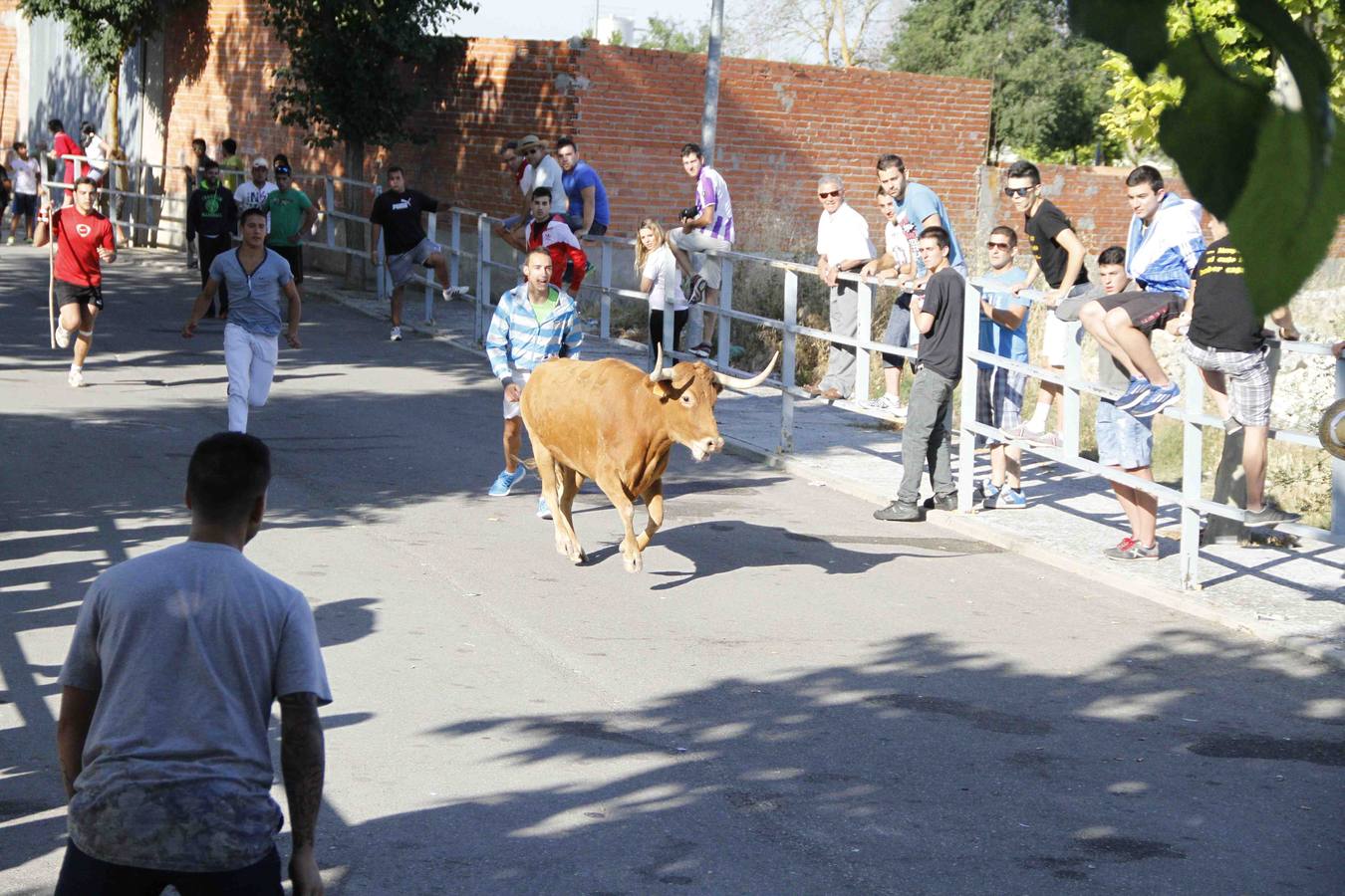 Encierro de la Vaca de la Afición y el Toro del Páramo en Campaspero. Valladolid
