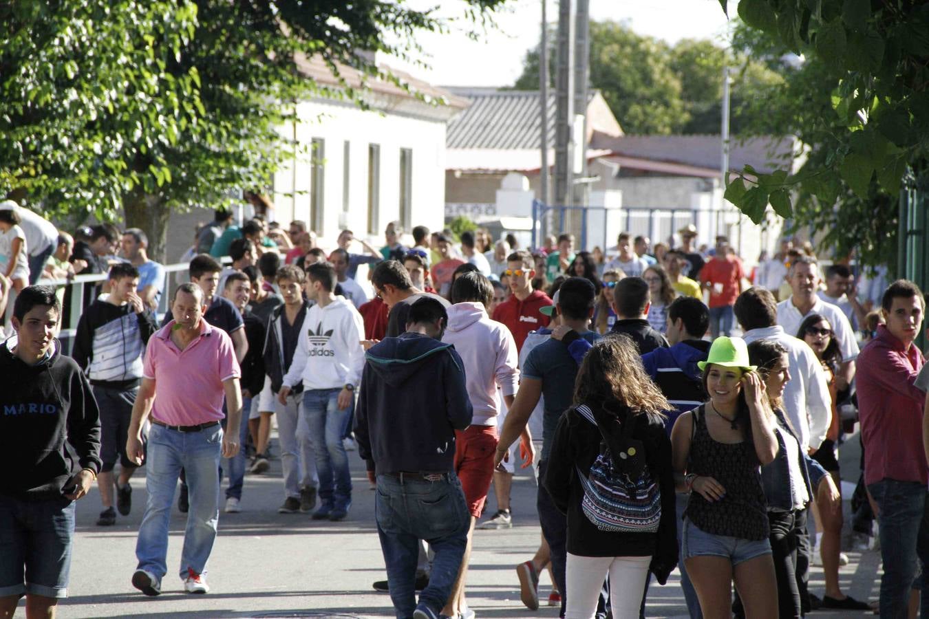 Encierro de la Vaca de la Afición y el Toro del Páramo en Campaspero. Valladolid